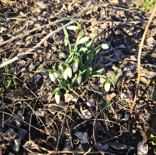 Snowdrops na floresta.