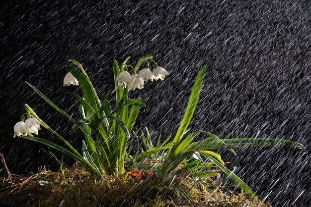 Snowdrops na noite chuvosa