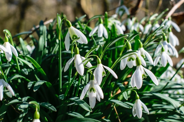 Snowdrops na primavera, flores snowdrop na floresta