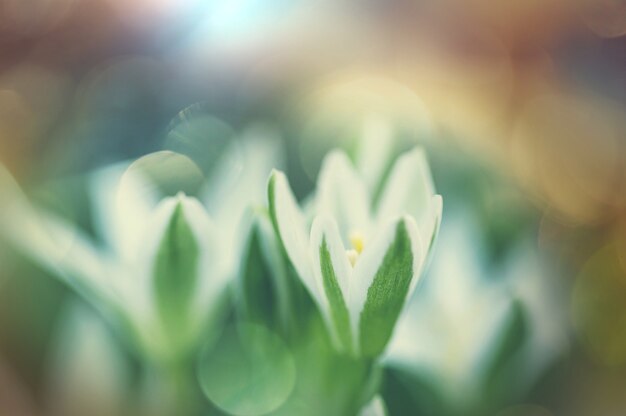 Snowdrops na primavera