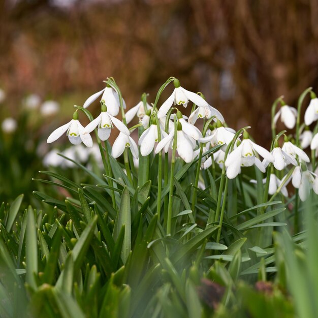 Snowdrops no jardim a primavera está chegando snowdrops no meu jardim