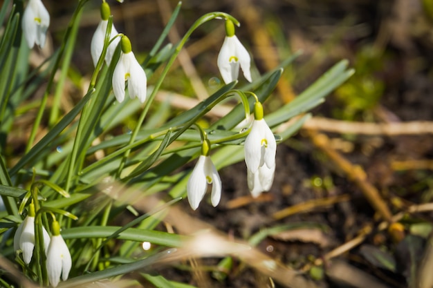 Snowdrops no jardim