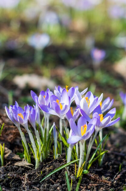 Snowdrops no parque