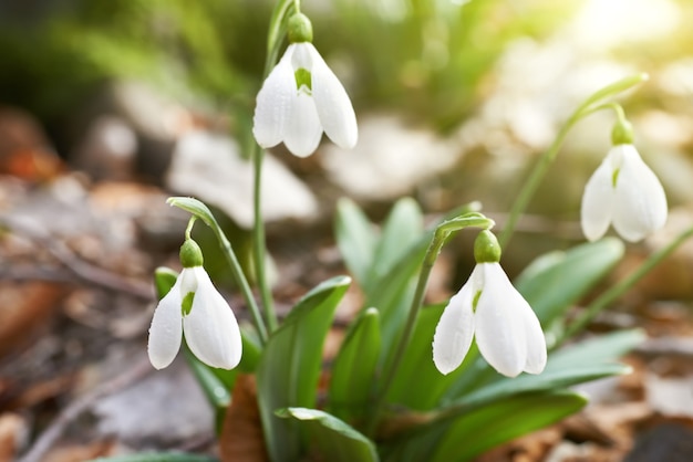 Snowdrops primeiras flores da primavera na floresta