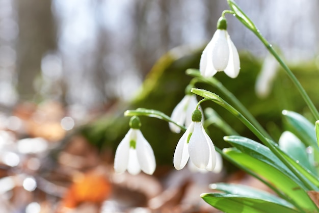 Snowdrops primeiras flores da primavera na floresta