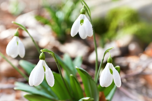 Snowdrops primeiras flores da primavera na floresta