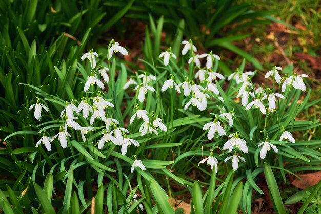 Snowdrops Snowdrops Galanthus es un pequeño género de unas 20 especies de plantas herbáceas bulbosas en la familia Amaryllidaceae subfamilia Amaryllidoideae