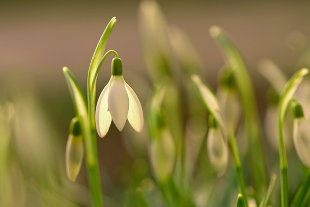 Snowdrops spring flowersDelicate Snowdrop flor es primavera símbolos Amaryllidaceae Galanthus nivalis