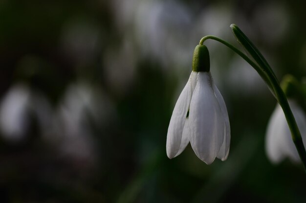 Snowdrops visão grande