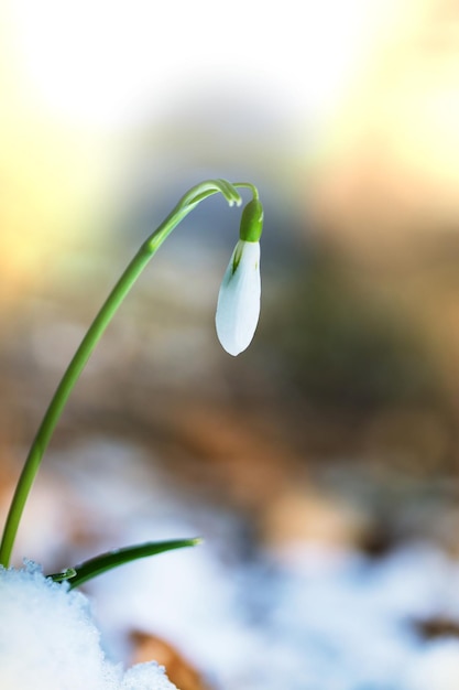 snowdrops