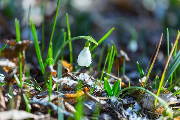 snowdrops