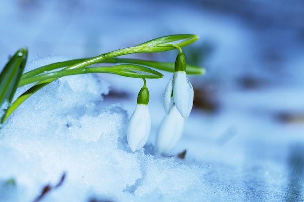 snowdrops