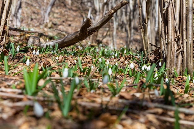 snowdrops