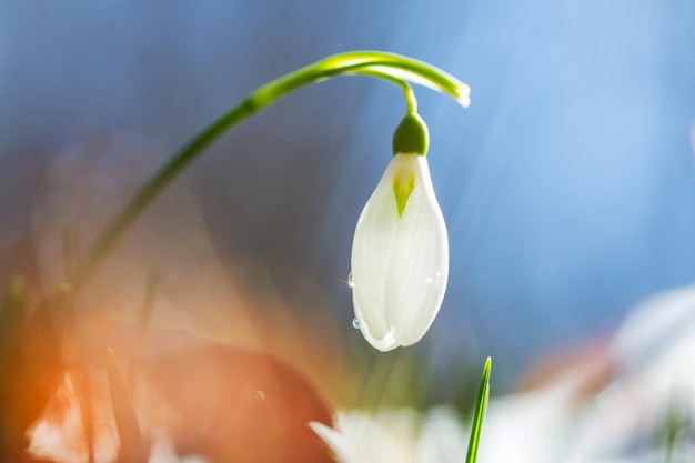 snowdrops