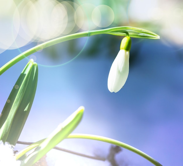 snowdrops