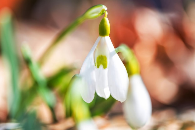 Snowdrops