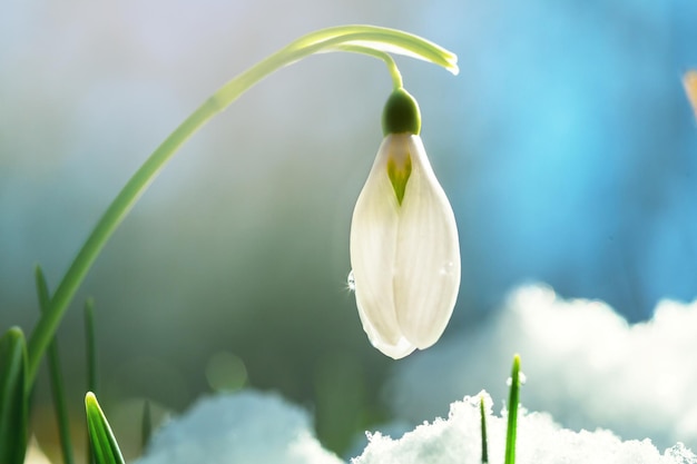 Snowdrops