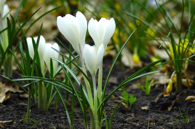 snowdrops