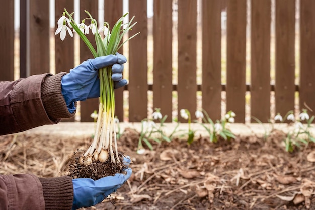Snowgrops com raízes de bulbos e flores nas mãos do florista para plantar no início da primavera no jardim