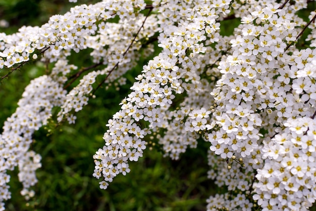 Snowmound spirea flores Spiraea nipponica florescem na primavera