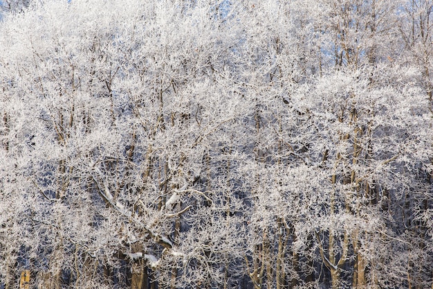 Snowy-Bäume im weißen Winterwald. Textur der Bäume. Schöne Landschaft