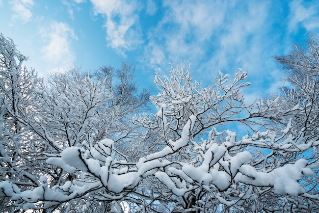 Snowy-Baumaste gegen den blauen Himmel.