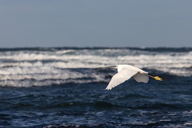 Snowy Egret (Egretta thula) em voo