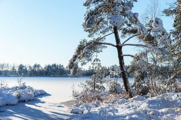 Snowy gefrorene Anlagen, Winterwald