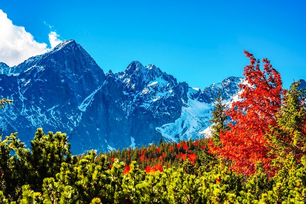 Snowy High Tatras con coloridos árboles de otoño Senderismo desde el lago zelene hasta la cabaña plesnivec cerca de la montaña Belianske Tatry Eslovaquia