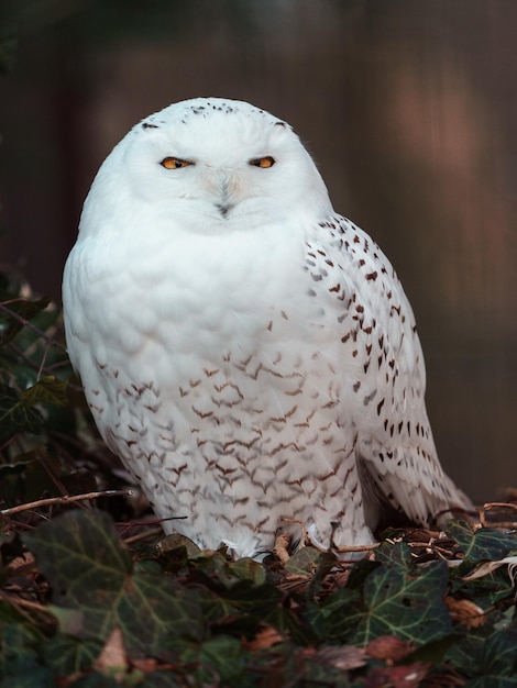 Foto snowy owl