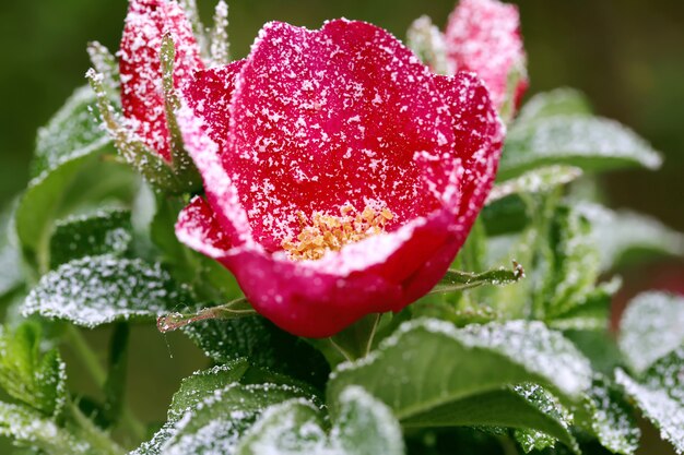 Snowy-Rosenbusch mit Blumen- und Knospenwinter schneien zuerst