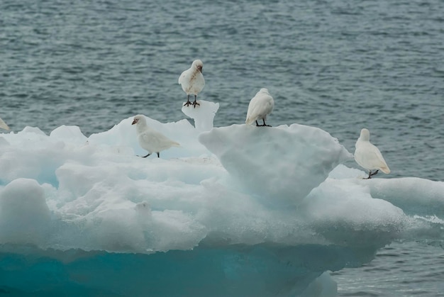 Snowy Sheathbill Chionis Alba sobre hielo Isla Paulet Antártica