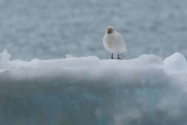 Snowy Sheathbill Chionis Alba sobre hielo Isla Paulet Antártica