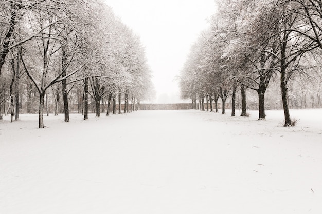 Snowy-Weg in einige Bäume in einem Wald