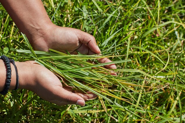 So grün wie möglich Schnappschuss einer nicht identifizierbaren Person, die eine Handvoll frisch gemähtes Gras hält