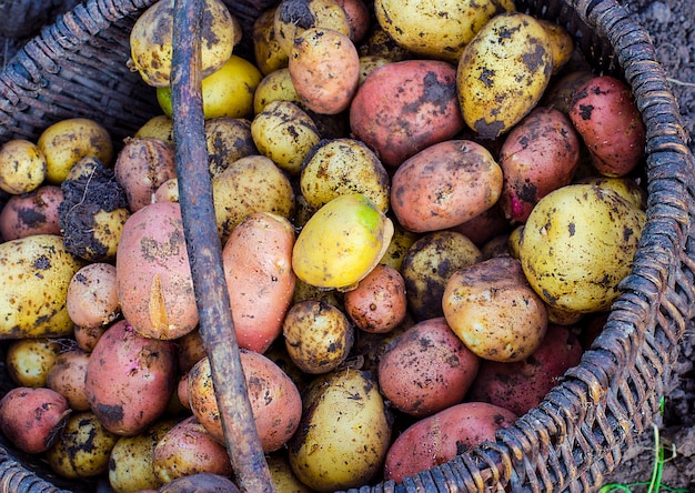 Só que cavou batatas do chão em uma cesta