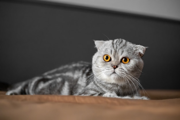 So süß von Scottish Fold Cat.