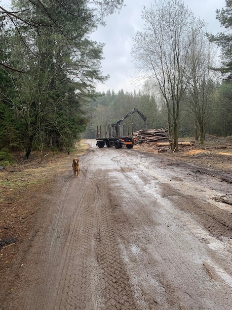 SOaka steht vor einem Holztransporter