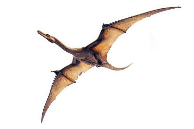 Soaring Pterodactyl