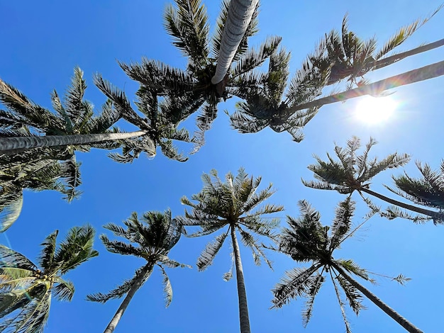 Sob o coqueiro com céu azul.