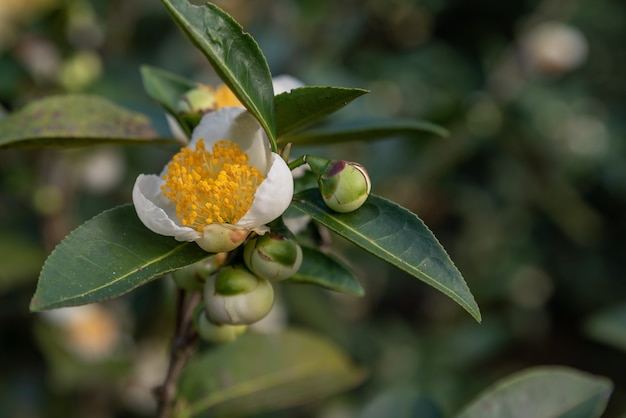 Sob o sol, flores de chá com pétalas brancas e núcleos de flores amarelas estão na floresta de chá selvagem