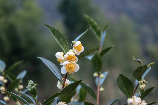 Sob o sol, flores de chá com pétalas brancas e núcleos de flores amarelas estão na floresta de chá selvagem