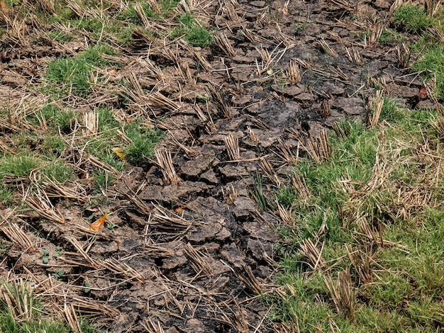 Sobald die Reisfelder abgeerntet sind, wird der Boden trocken und rissig sein, weil es kein Wasser gibt