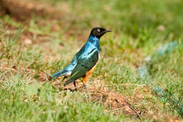 Soberbo Starling