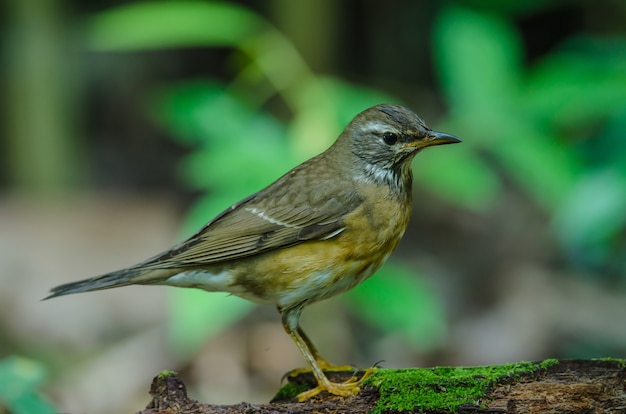 Sobrancelha Tordo (Turdus obscurece)