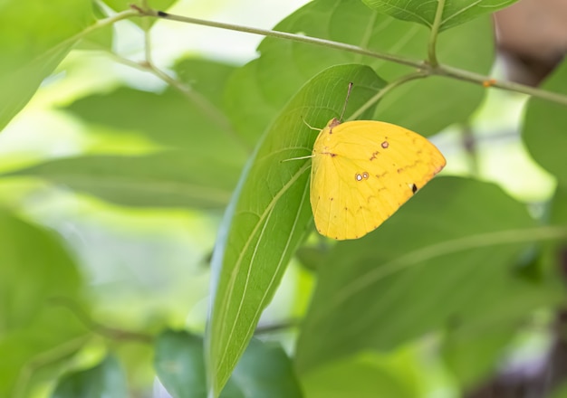 Sobre a borboleta colorida no dia ensolarado