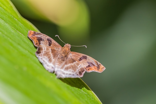 Sobre a borboleta colorida no dia ensolarado