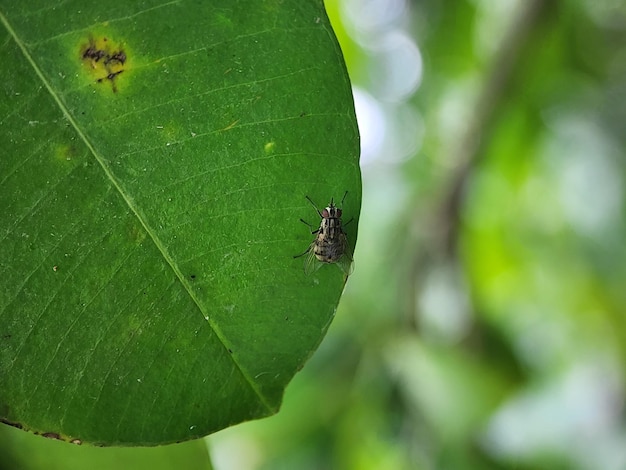 sobre a folha macro inseto mosca