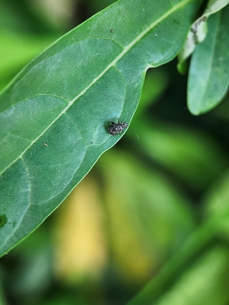 sobre a folha macro inseto mosca