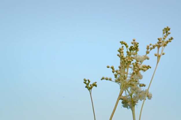 Sobre un fondo azul una rama de delicadas flores blancas Postal Espacio para texto